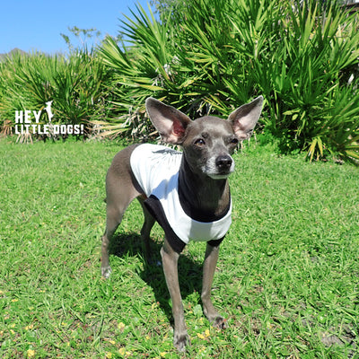 "Best Dog in the Universe" Graphic T-Shirt for Dogs