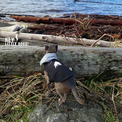 Celestial Wolf Graphic Print Hoodie for Dogs on gray dog