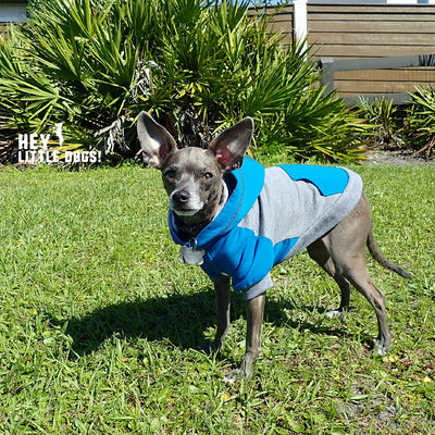 Color Block Dog Hoodie Raglan Style w/ Pocket for little dogs