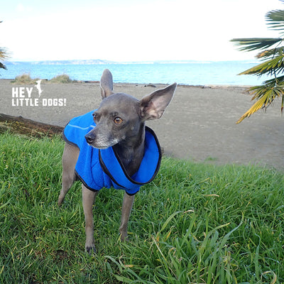 Hlue fleece dog jacket on dog in park