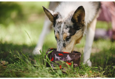 Collapsible Pet Travel Bowl