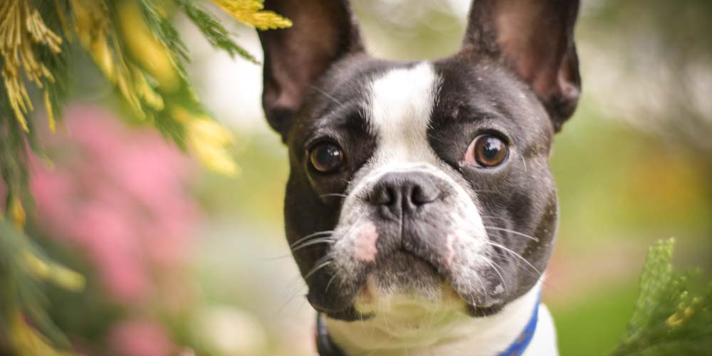 Dog Pics That Go Viral [10 Tips] Dog Photo Ideas for Instagram, Facebook, Social Media