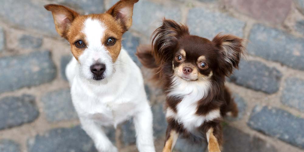 How old is your dog in human years?