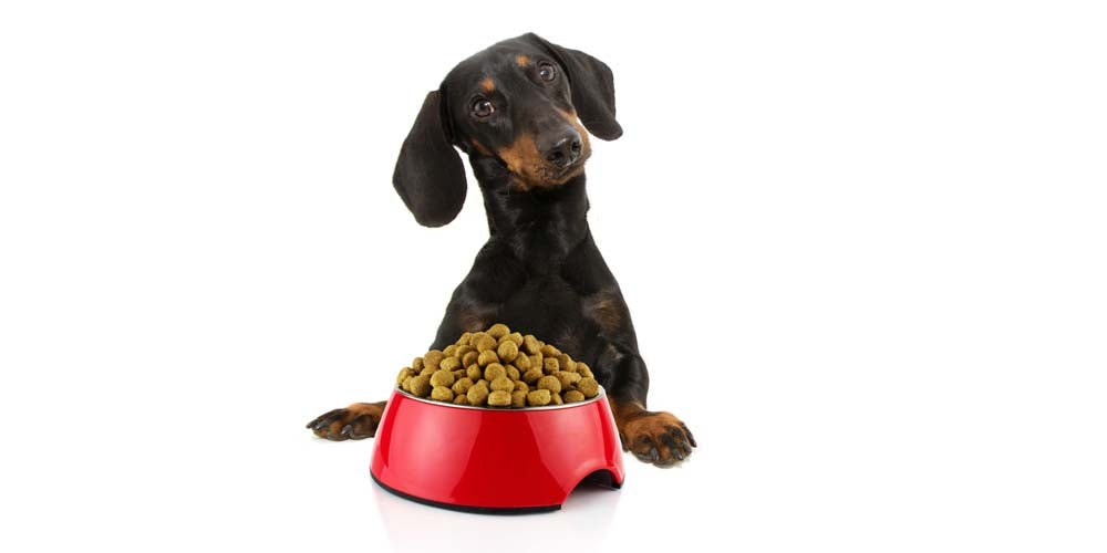 How much should you feed your dog?