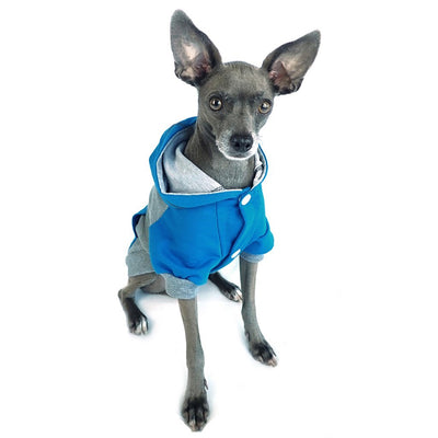 raglan style turquoise gray dog hoodie front view on sitting dog