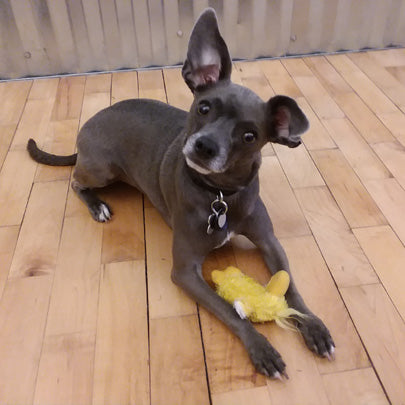 Kong Mini Duck Dog Toy