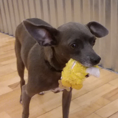 Kong Mini Duck Dog Toy