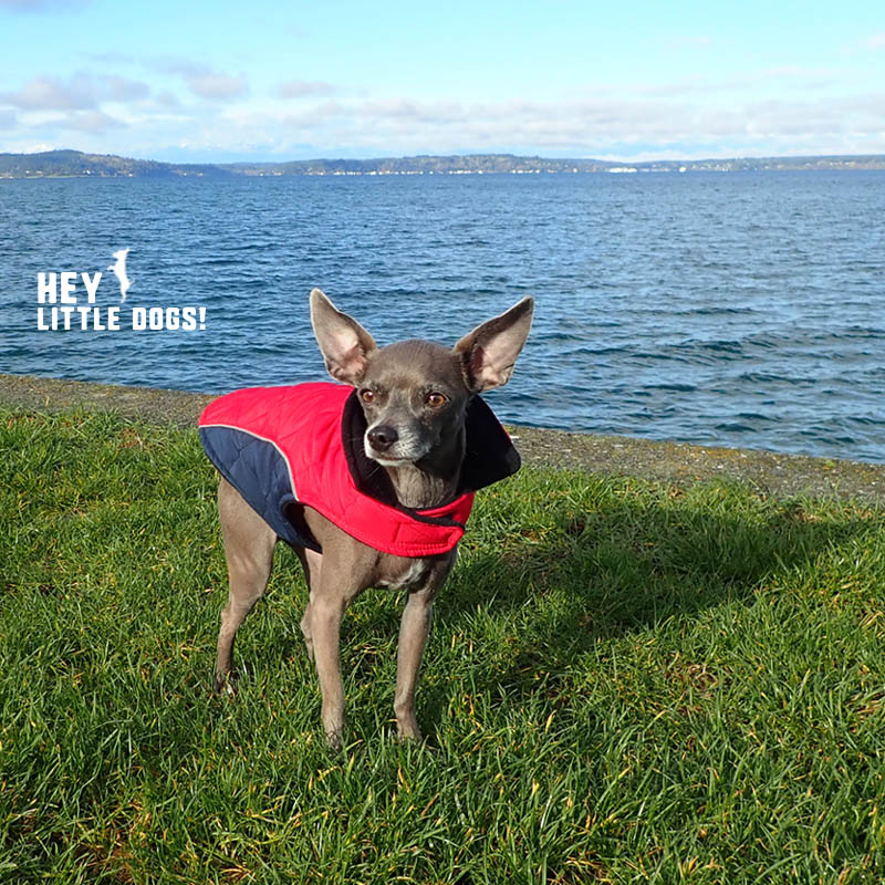 Red Quilted Field Jacket for Dogs