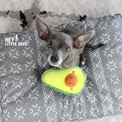 Avocado dog toy and gray chihuahua