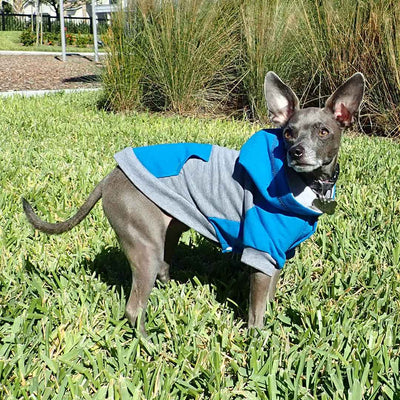 raglan style turquoise gray dog hoodie side view on standing dog in park