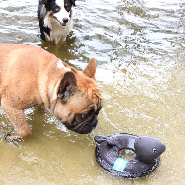Shark Outdoor Floating Dog Toy