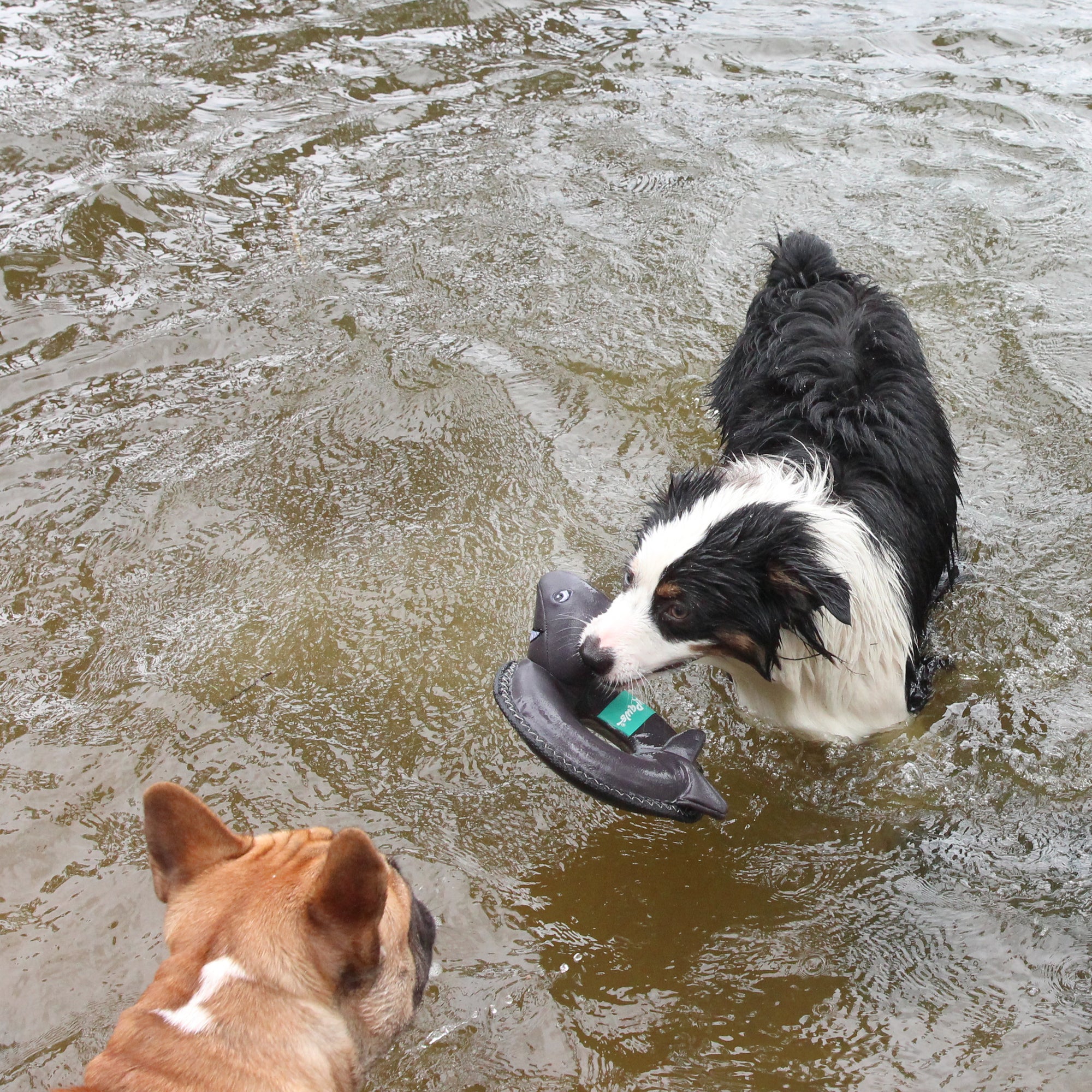 Shark Outdoor Floating Dog Toy